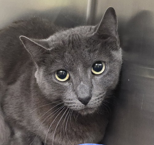 picture of the cat needing adoption