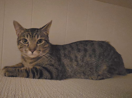 Dylan, Young Domestic Short Hair / Mixed (short coat), cat for adoption in Westminster, California