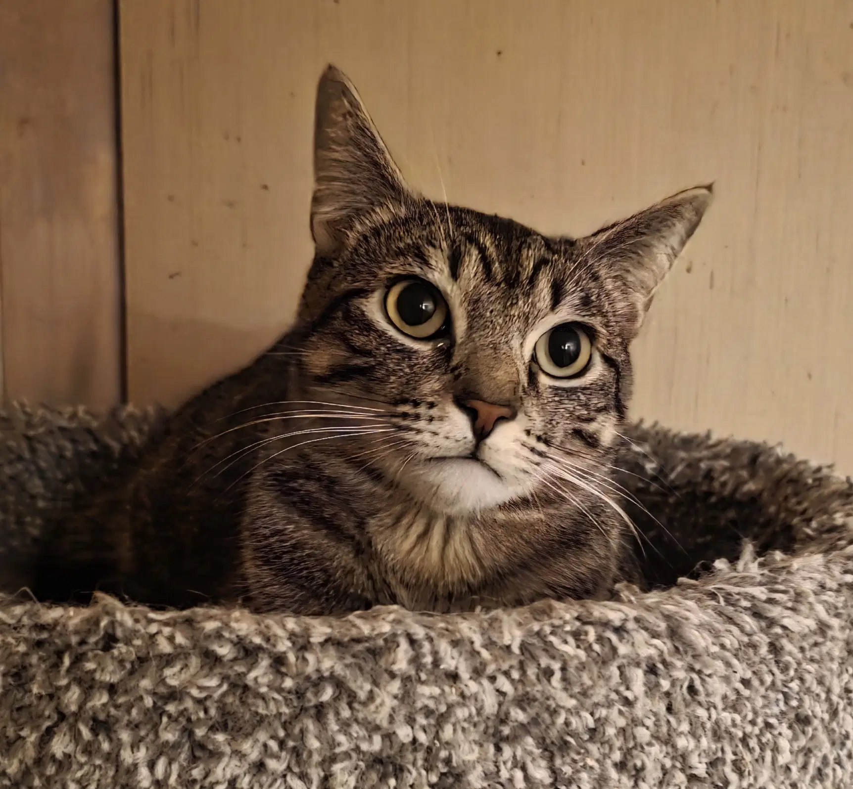 Dylan - Domestic Short Hair
