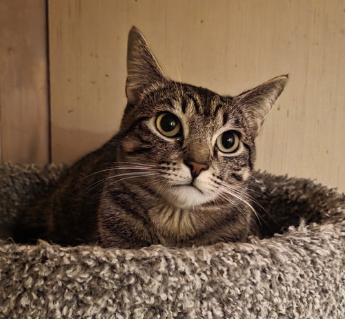 Dylan, an adoptable Domestic Short Hair in Mission Viejo, CA