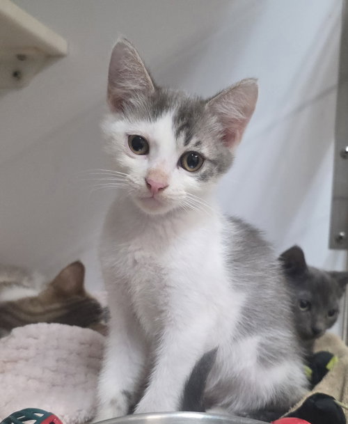 picture of the cat needing adoption