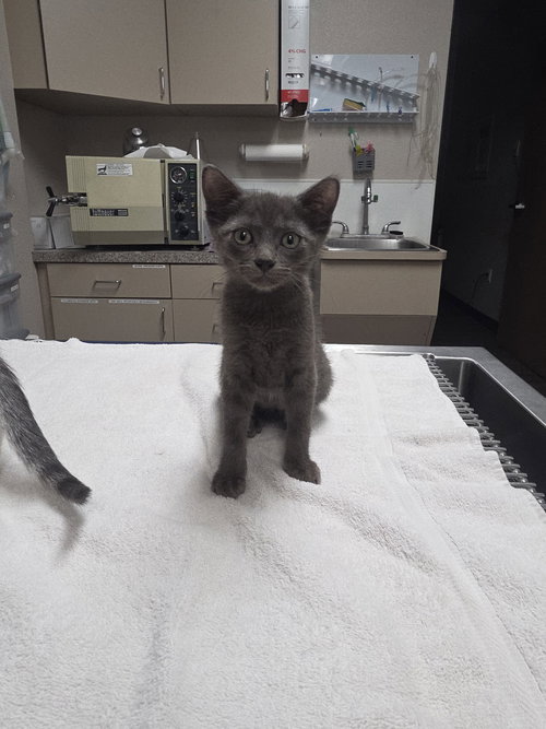picture of the cat needing adoption