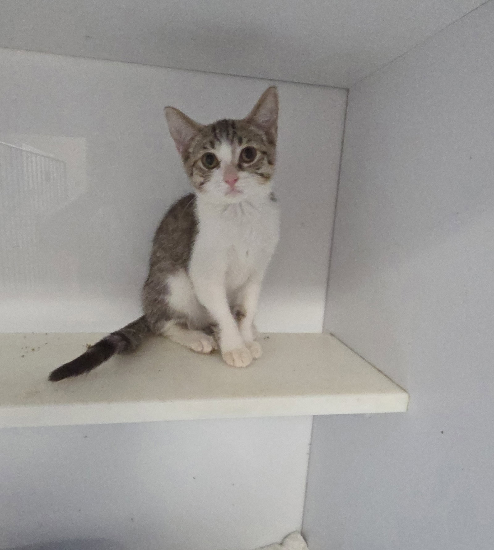 Nova