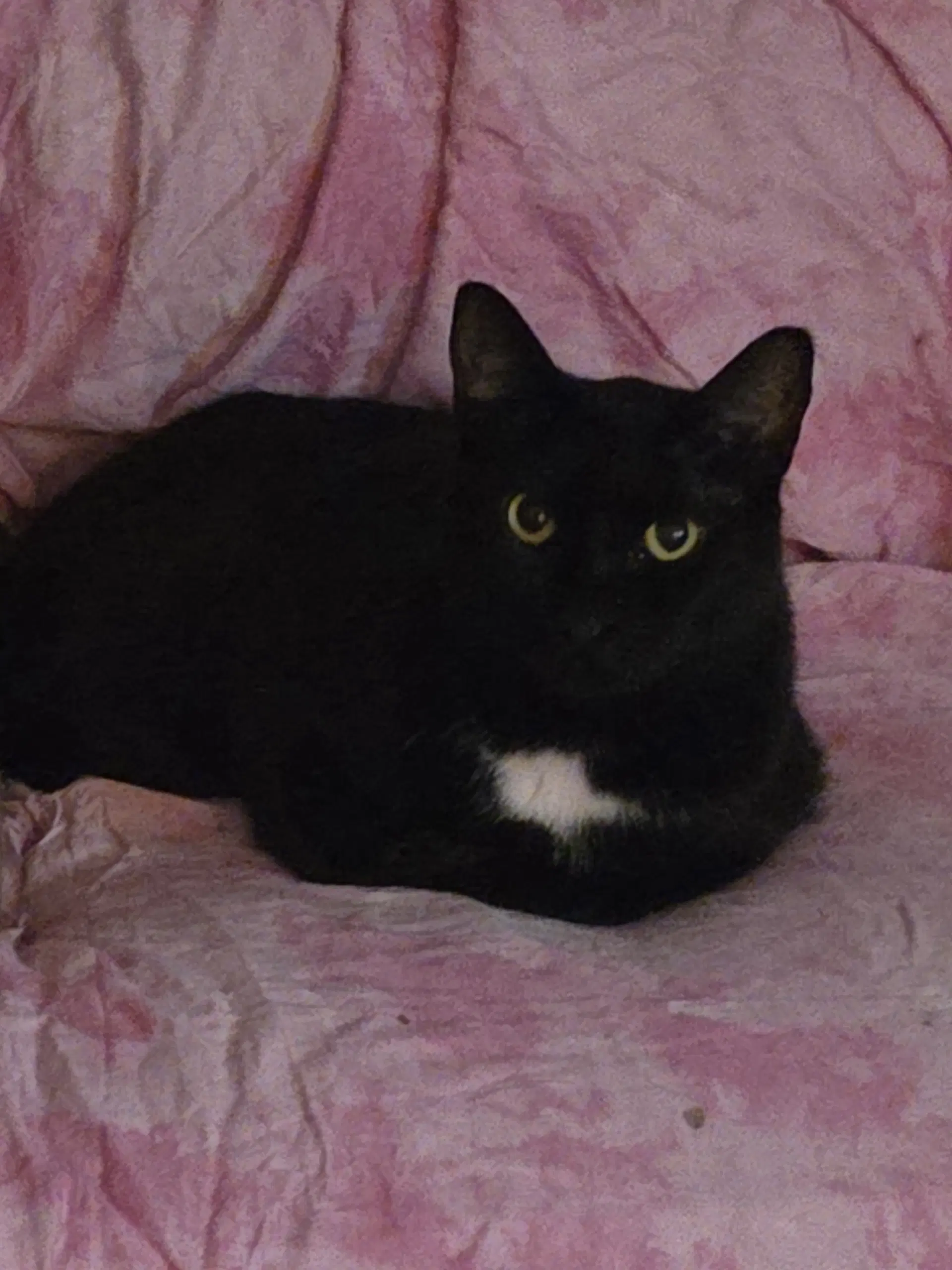 Pantera Male - Domestic Short Hair