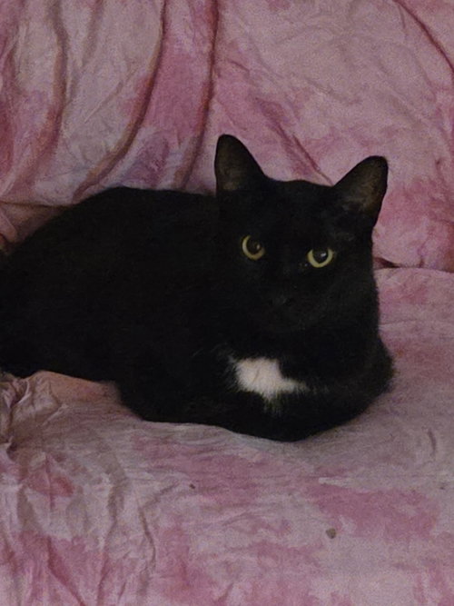 Pantera (male), Adult Domestic Short Hair / Mixed (short coat), cat for adoption in Westminster, California