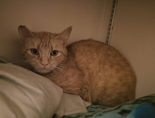 Cheez now Cinnamon, Young Domestic Short Hair / Mixed (short coat), cat for adoption in Westminster, California