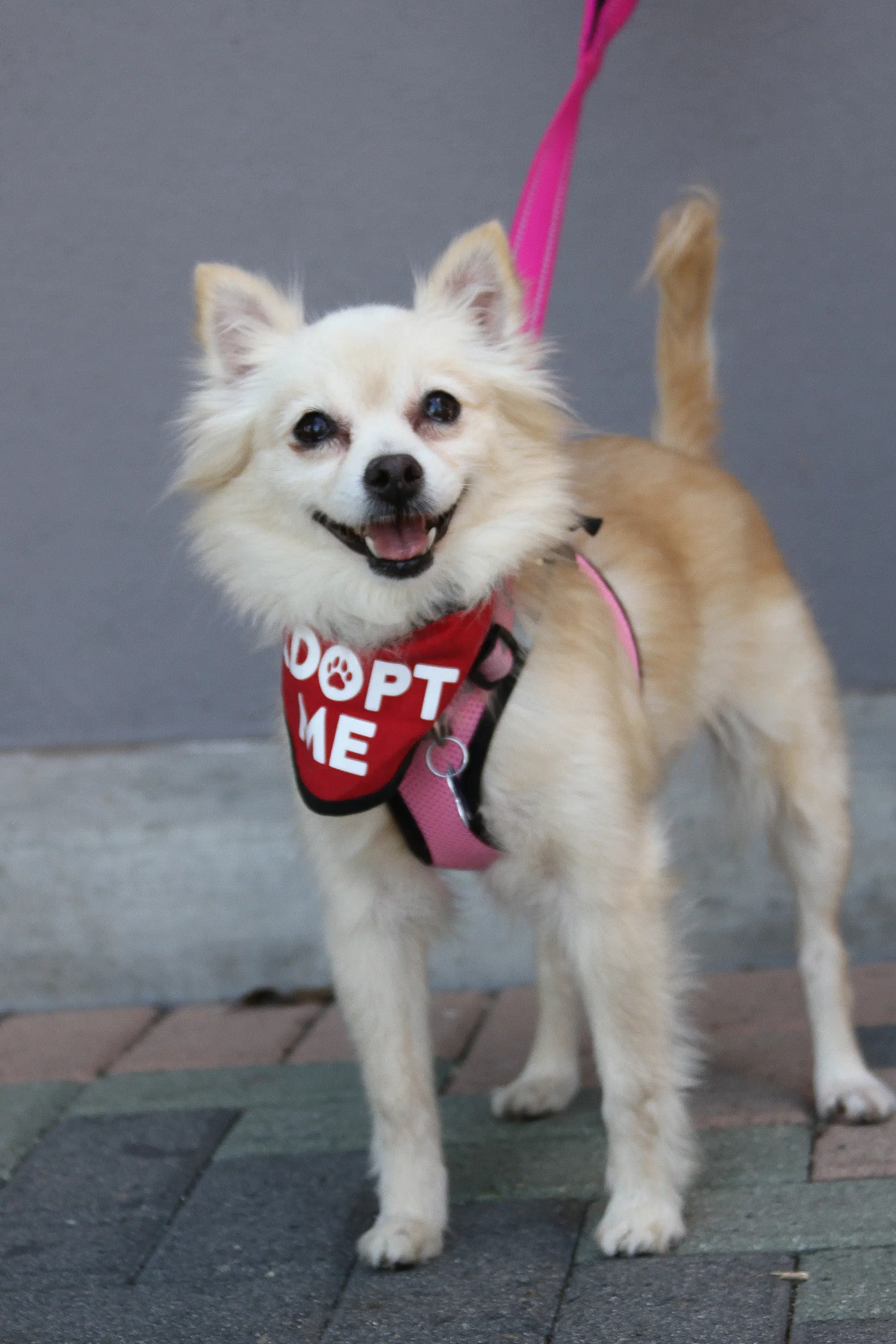 Buttercup - Pomeranian