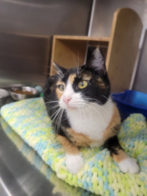 Agate, an adoptable Domestic Short Hair in Mission Viejo, CA