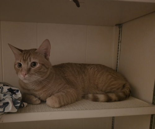 Churro, an adoptable Domestic Short Hair in Mission Viejo, CA