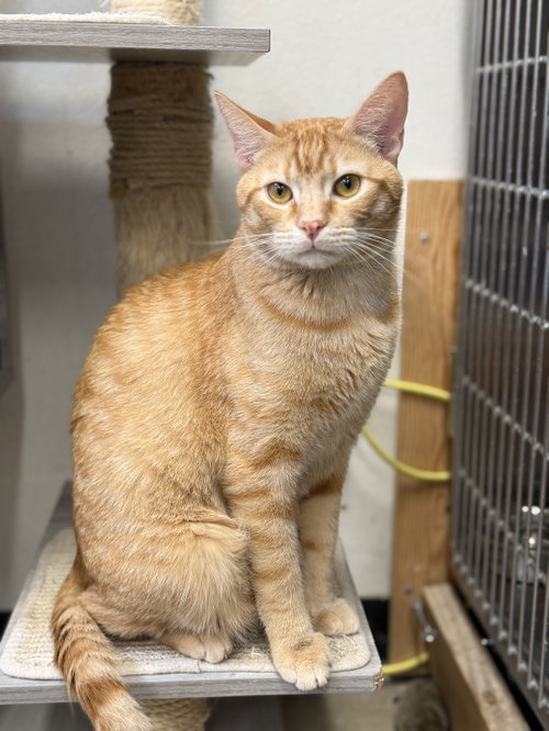 Churro, an adoptable Domestic Short Hair in Mission Viejo, CA