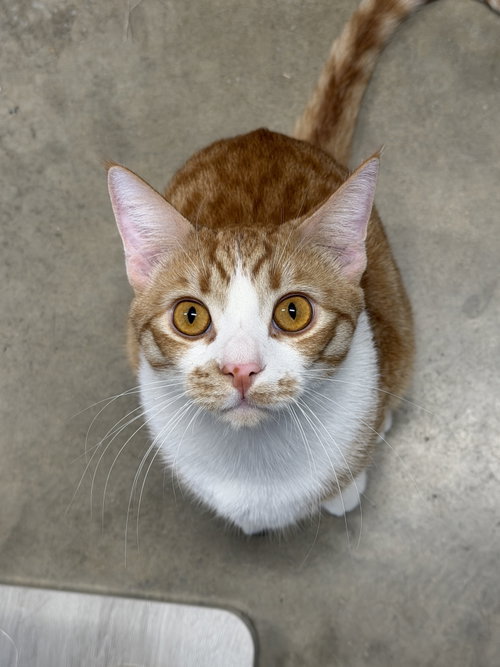 Bombone, an adoptable Domestic Short Hair in Mission Viejo, CA