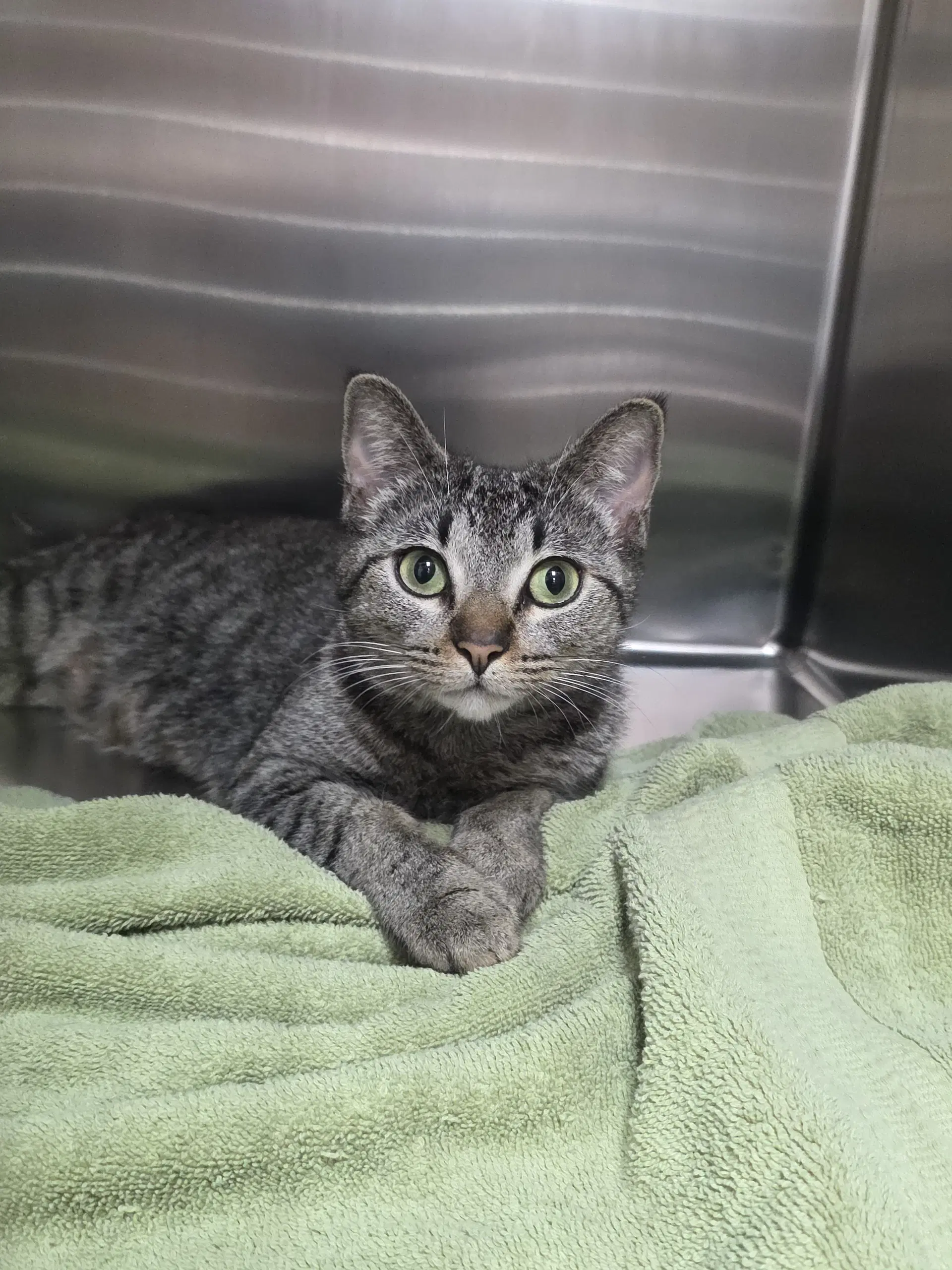 Moxie - Domestic Short Hair