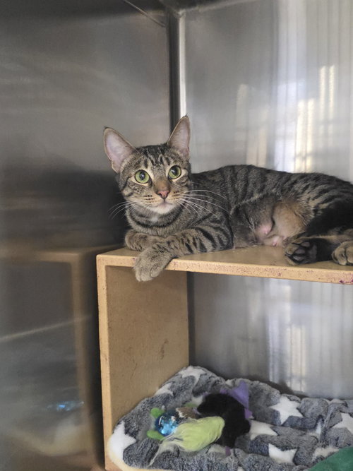 Margie, an adoptable Domestic Short Hair in Mission Viejo, CA