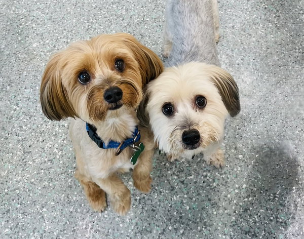 Max & Pookie * Bonded Pair*