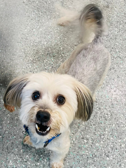 picture of the dog needing adoption