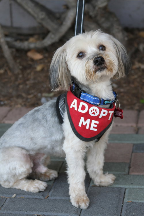 Max & Pookie * Bonded Pair*, an adoptable Maltese in Mission Viejo, CA