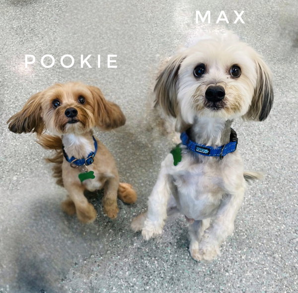 Pookie & Max *BONDED PAIR*