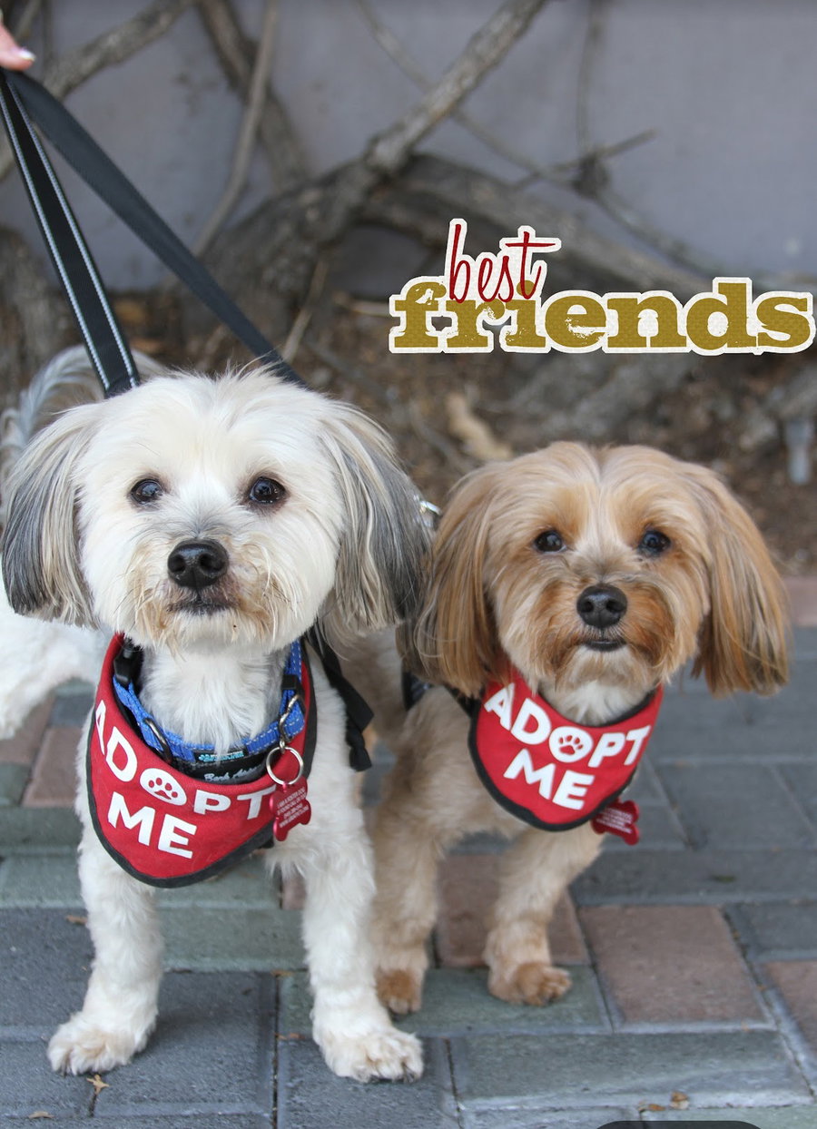 Pookie & Max *BONDED PAIR*