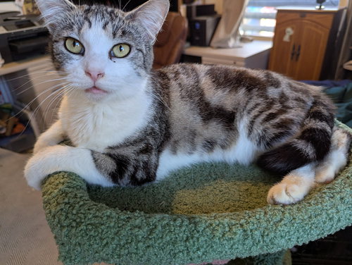 Minnie, Adult Domestic Short Hair / Mixed (short coat), cat for adoption in Westminster, California