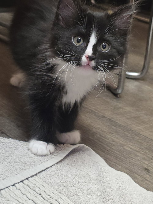 Lux, an adoptable Domestic Long Hair in Mission Viejo, CA