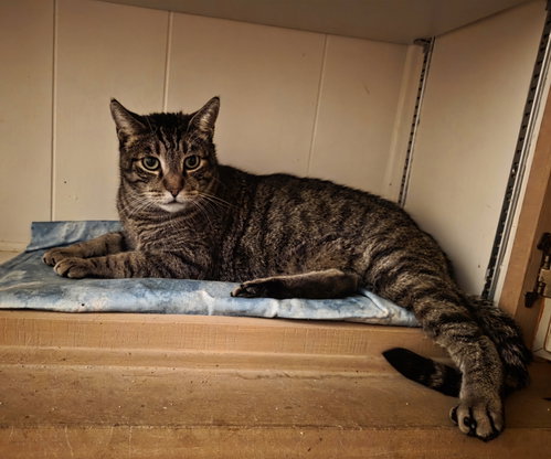 Lennox, an adoptable Domestic Short Hair in Mission Viejo, CA