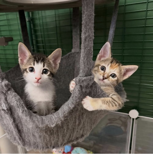 Tiramisu, an adoptable Domestic Short Hair in Mission Viejo, CA