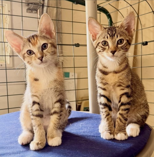 Tiramisu, Young Domestic Short Hair / Mixed (short coat), cat for adoption in Bellflower, California