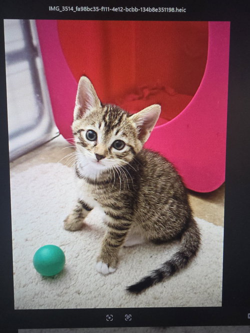 Cappuccino, an adoptable Domestic Short Hair in Mission Viejo, CA