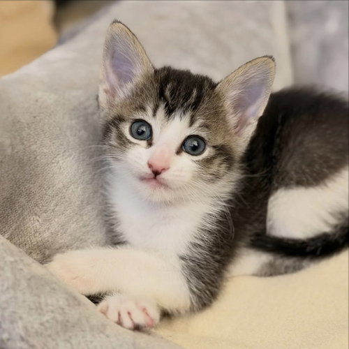 Java, an adoptable Domestic Short Hair in Mission Viejo, CA