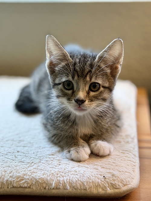 Brooke, an adoptable Domestic Short Hair in Mission Viejo, CA
