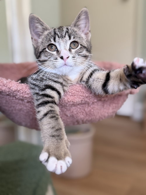 Stormy, an adoptable Domestic Short Hair in Mission Viejo, CA