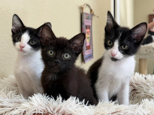 Clover, an adoptable Domestic Short Hair in Mission Viejo, CA