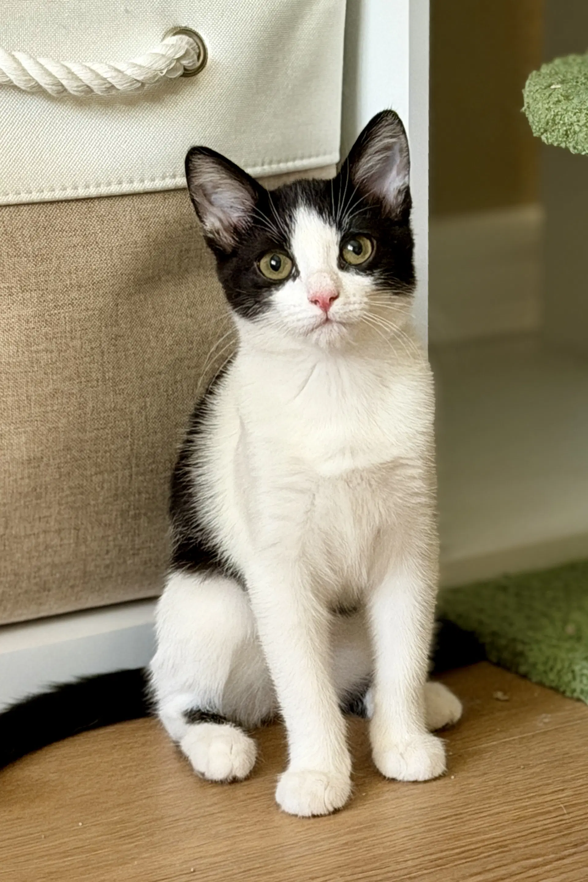 Clover - Domestic Short Hair