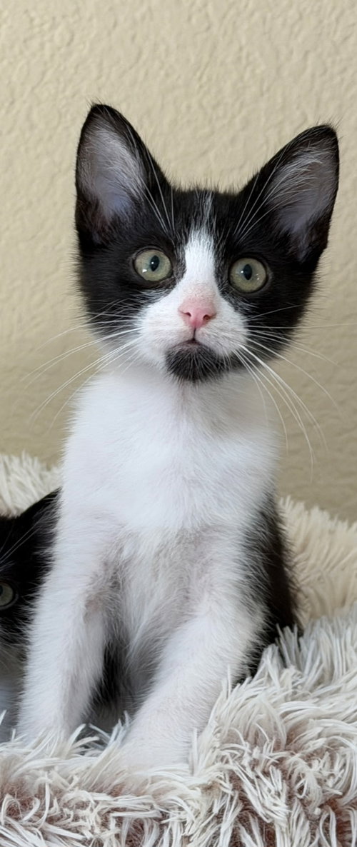 Reed, an adoptable Domestic Short Hair in Mission Viejo, CA
