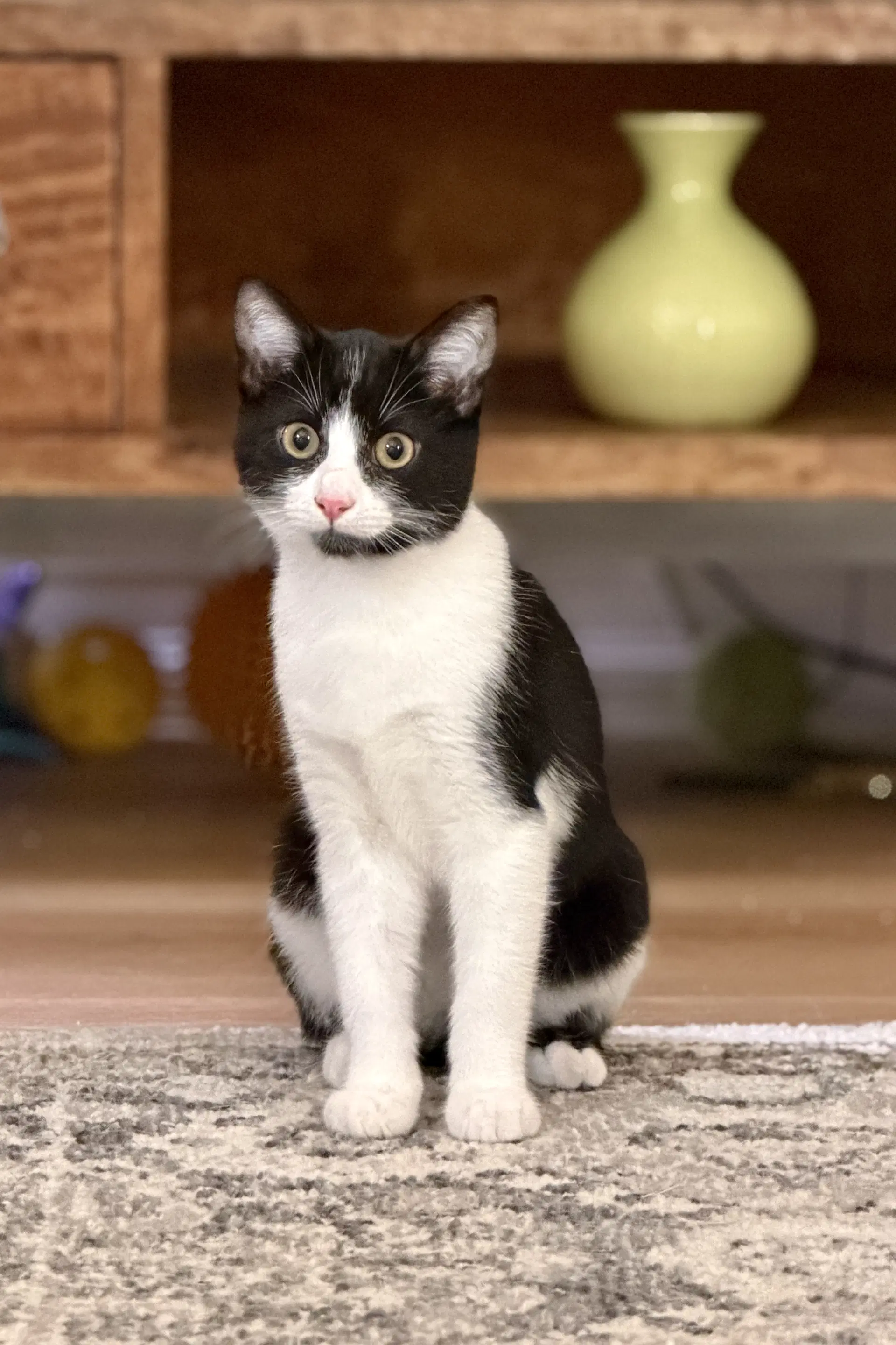Reed - Domestic Short Hair