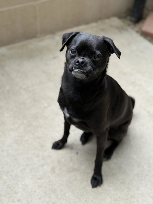 *Courtesy Post* Jordan, an adoptable Pug in Mission Viejo, CA