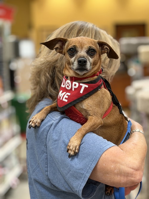 Ginger, an adoptable Chihuahua in Mission Viejo, CA