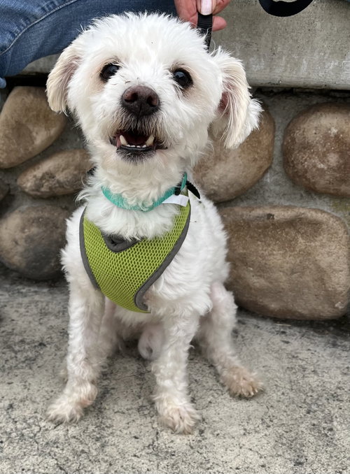 Casper, an adoptable Maltese in Mission Viejo, CA