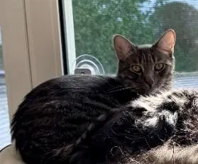 Sully - Domestic Short Hair
