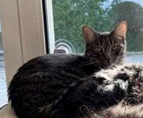 Sully, Adult Domestic Short Hair / Mixed (short coat), cat for adoption in Paramount, California