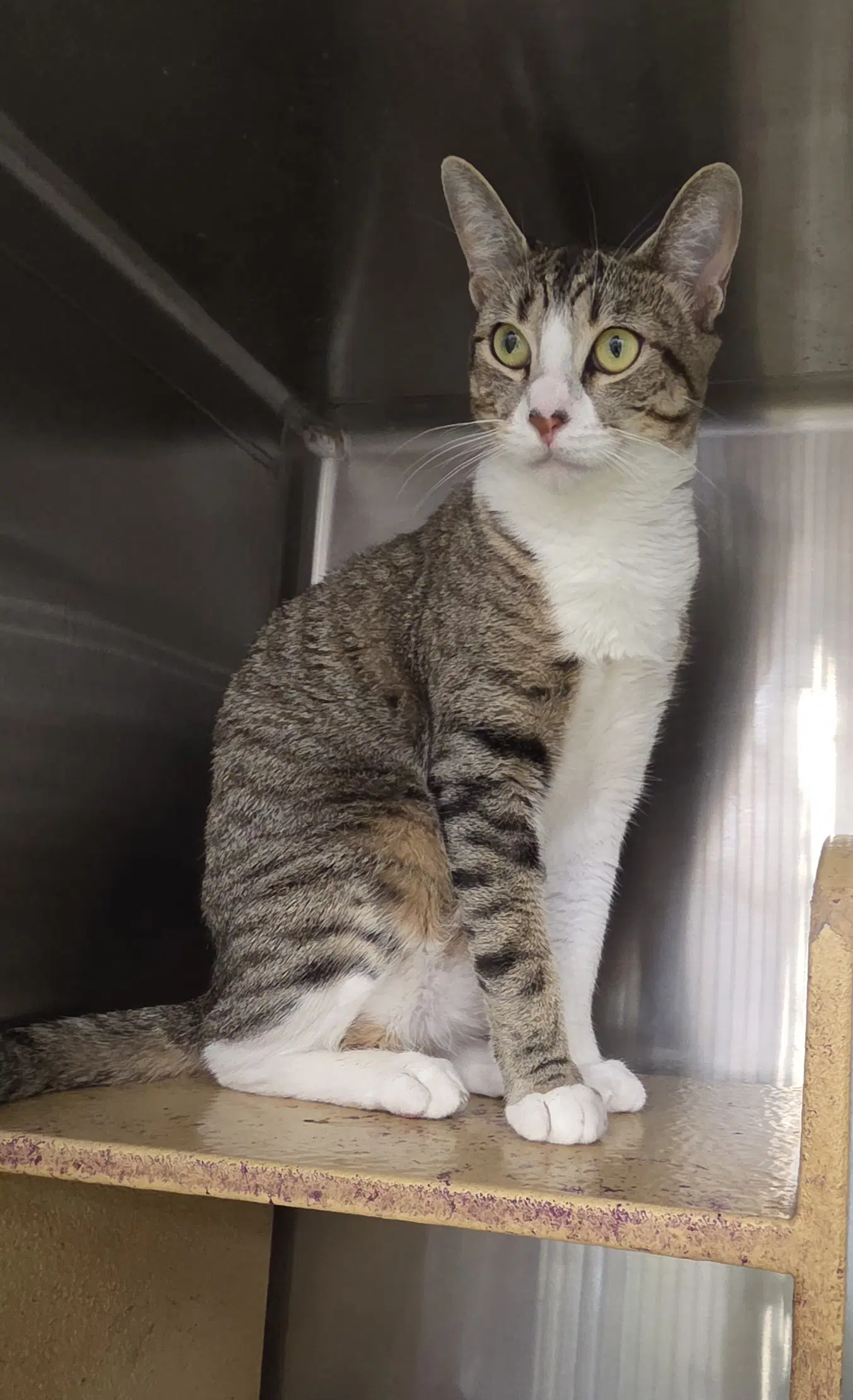 Lucy - Domestic Short Hair