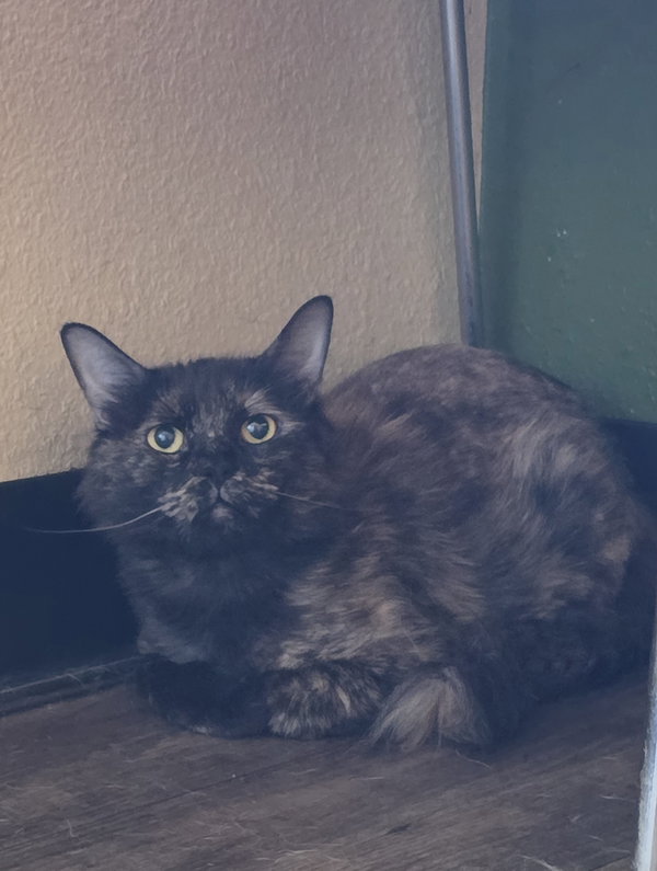 Tootsie