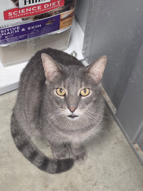 Thunder, a cat for adoption from New Beginnings for Animals
