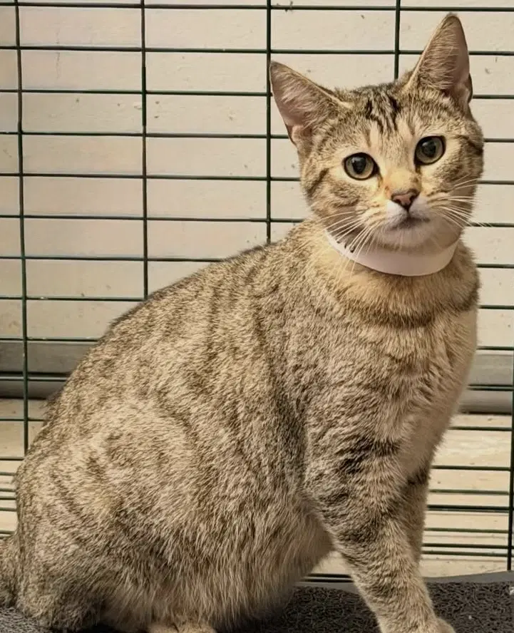 Mocha - Domestic Short Hair