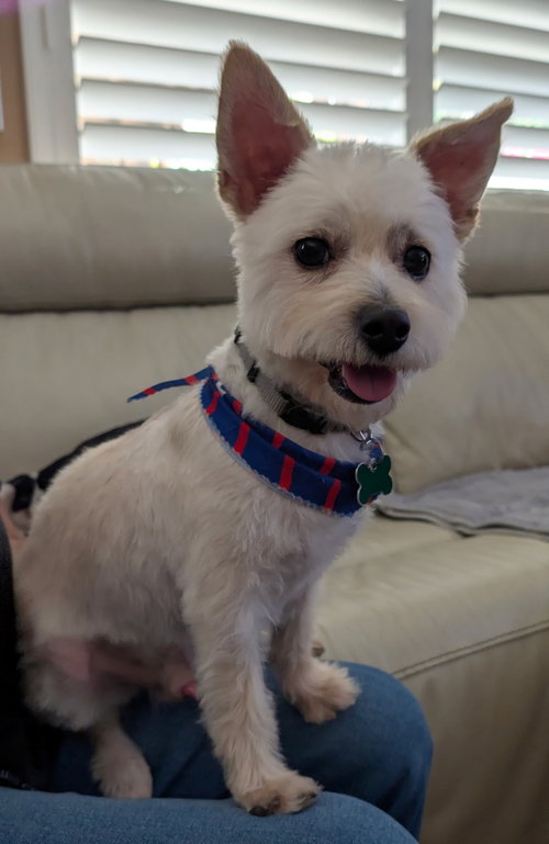 Percy, an adoptable West Highland White Terrier Westie in Mission Viejo, CA
