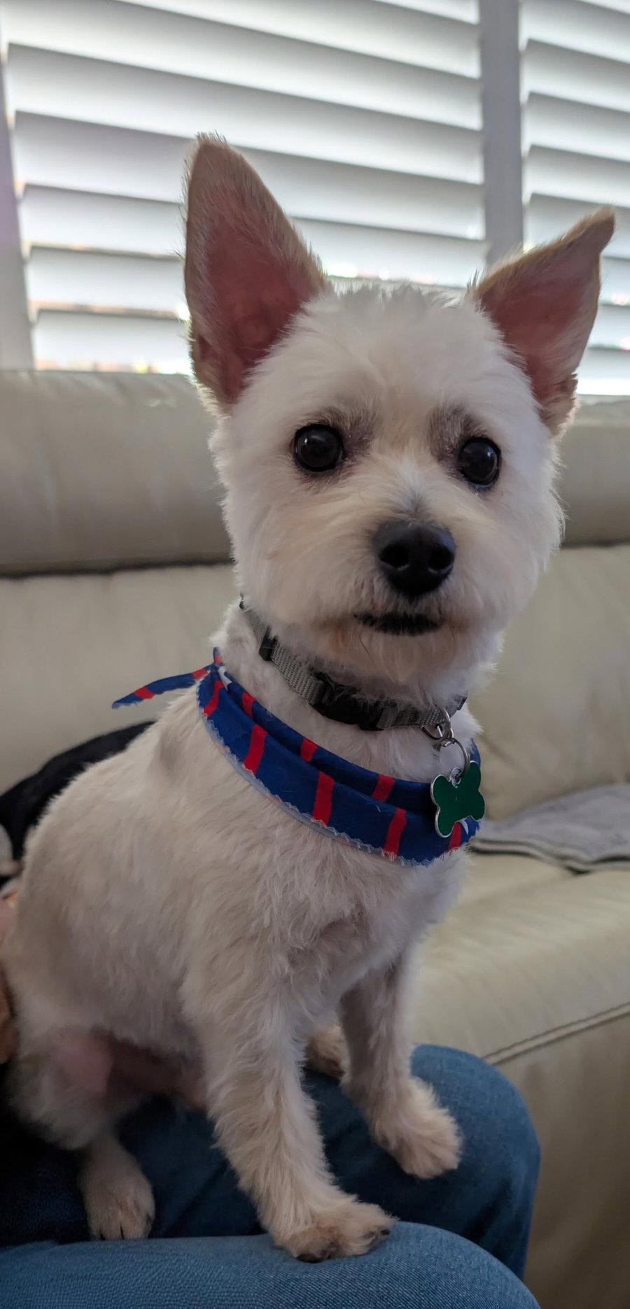 Percy *ADOPTION PENDING*