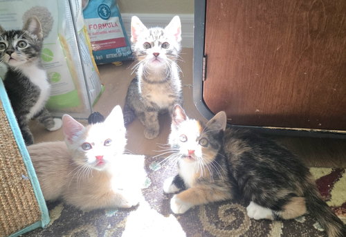 Ravioli, Young Domestic Short Hair / Mixed (short coat), cat for adoption in Encinitas, California