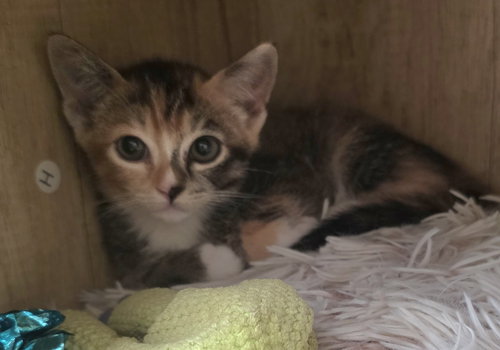 Ziti, Young Domestic Short Hair / Mixed (short coat), cat for adoption in Encinitas, California