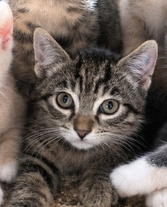 Polenta, Young Domestic Short Hair / Mixed (short coat), cat for adoption in Encinitas, California