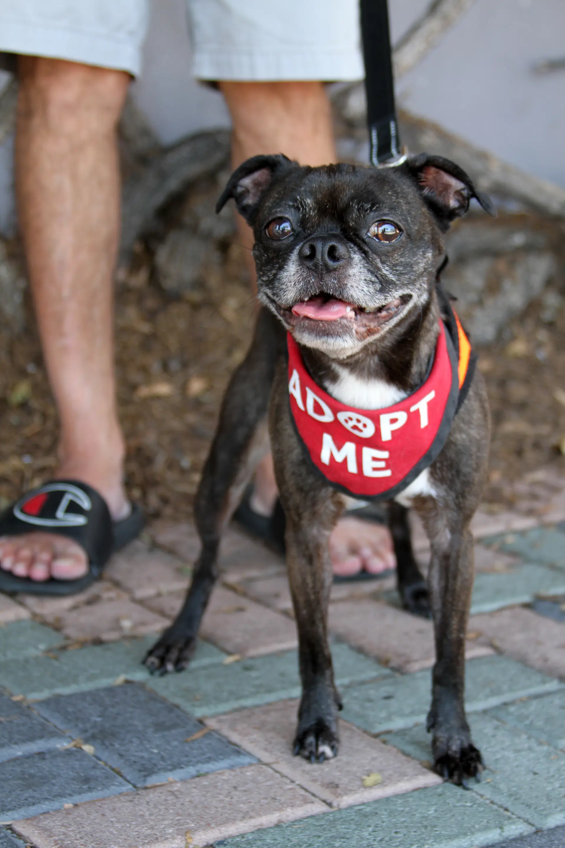 Luna - Boston Terrier